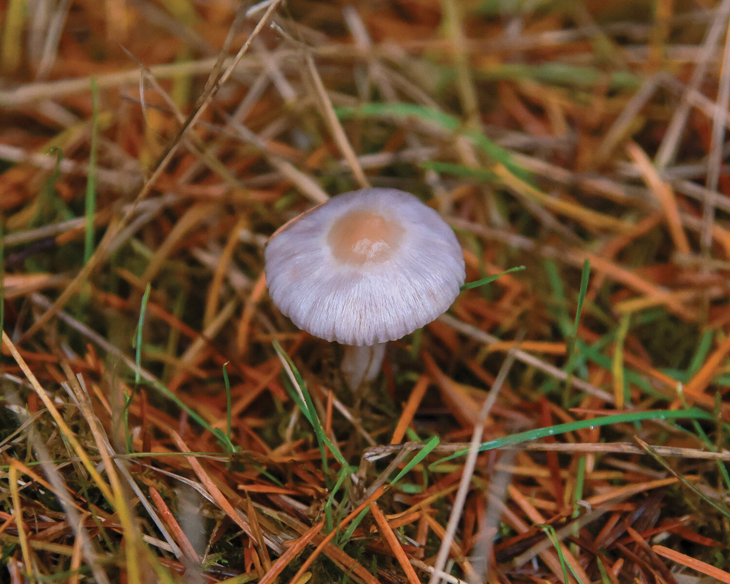 A white fibrecap mushroom with a purple hue pops out of the ground within the city limits of Battle Ground on Monday, Nov. 6.