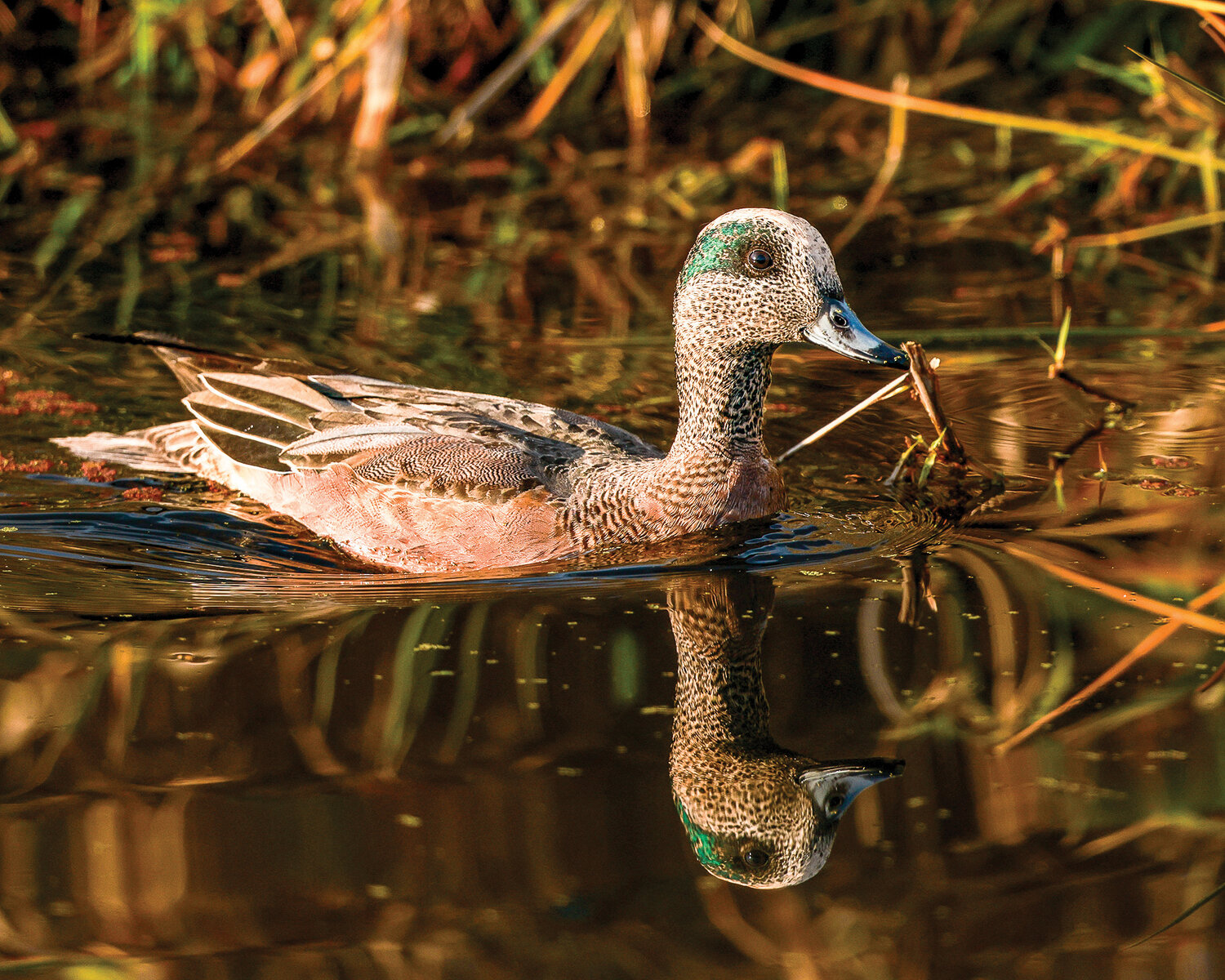 A male American wigeon floats down a slough at the Ridgefield National Wildlife Refuge on Tuesday, Nov. 14.
