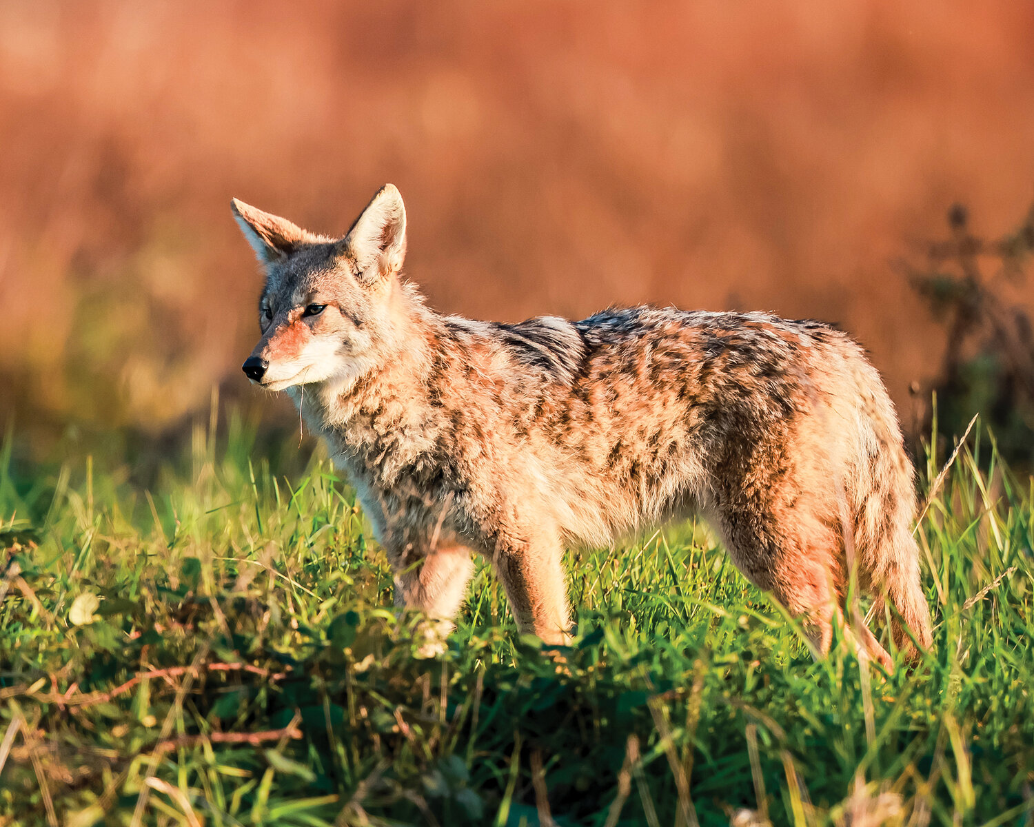A healthy-looking coyote stands in the grass at the Ridgefield National Wildlife Refuge on Tuesday, Nov. 14. Coyotes play a crucial role in the Ridgefield National Wildlife Refuge ecosystem by helping control mice, rat and other small rodent populations. A 2021 article by the Friends of the Ridgefield National Wildlife Refuge referred to their presence as a “howling success.”