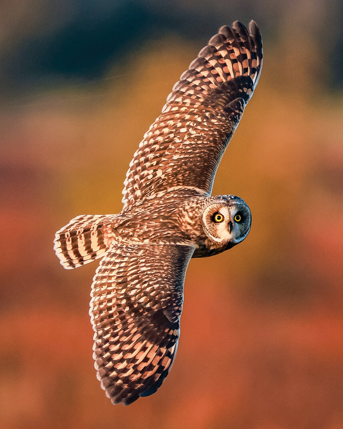 Short-eared owls have returned to the Ridgefield National Wildlife Refuge. The migrational owl species is a sight to see and draws large crowds of bird enthusiasts during the evenings at the River "S" Unit of the refuge. Photographed Nov. 14.