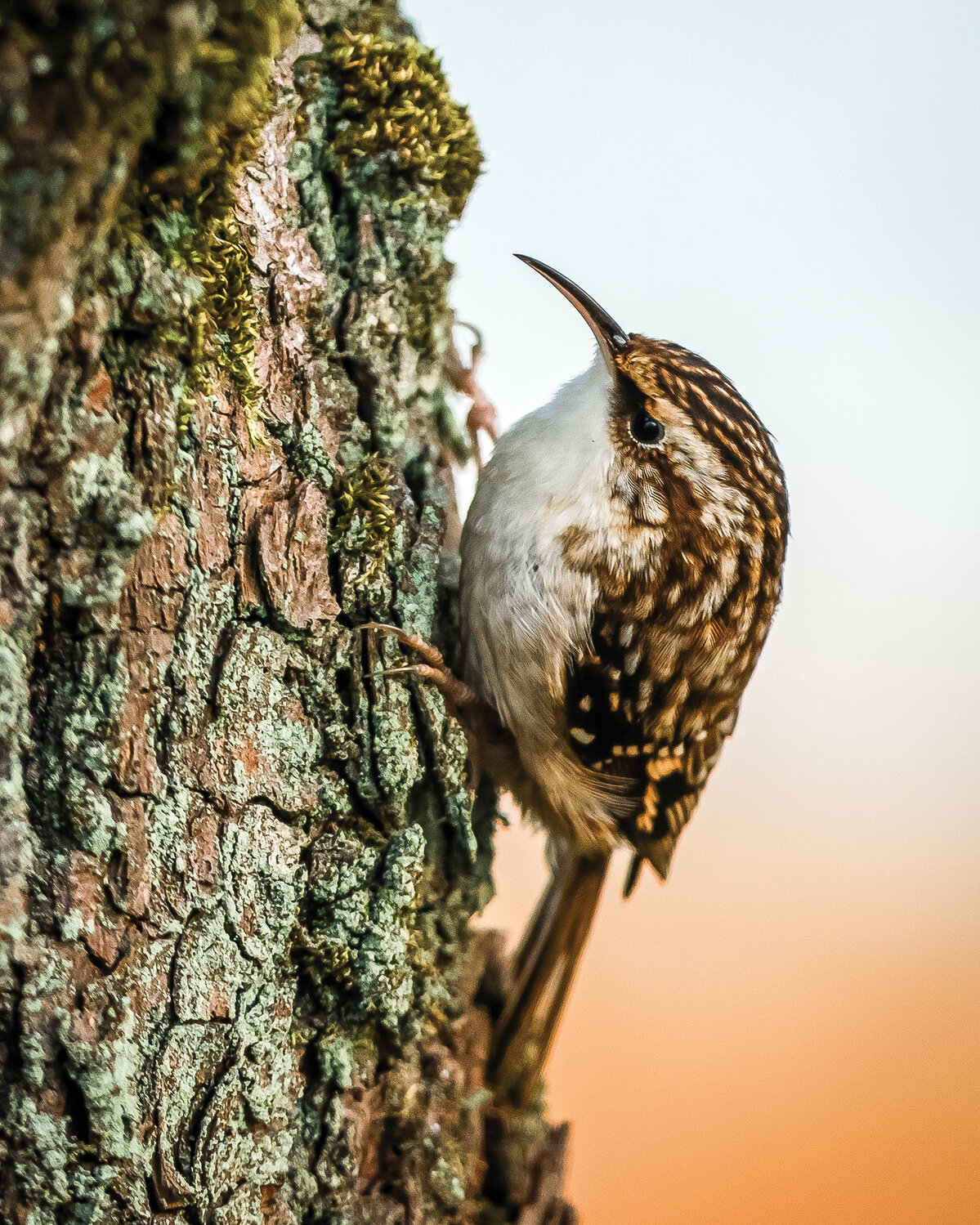 A brown creeper creeps its way up the side of a tree at the Ridgefield National Wildlife Refuge on Nov. 14. Brown creepers search for small insects and spiders by hitching upward in a spiral around tree trunks and limbs, according to allaboutbirds.org.