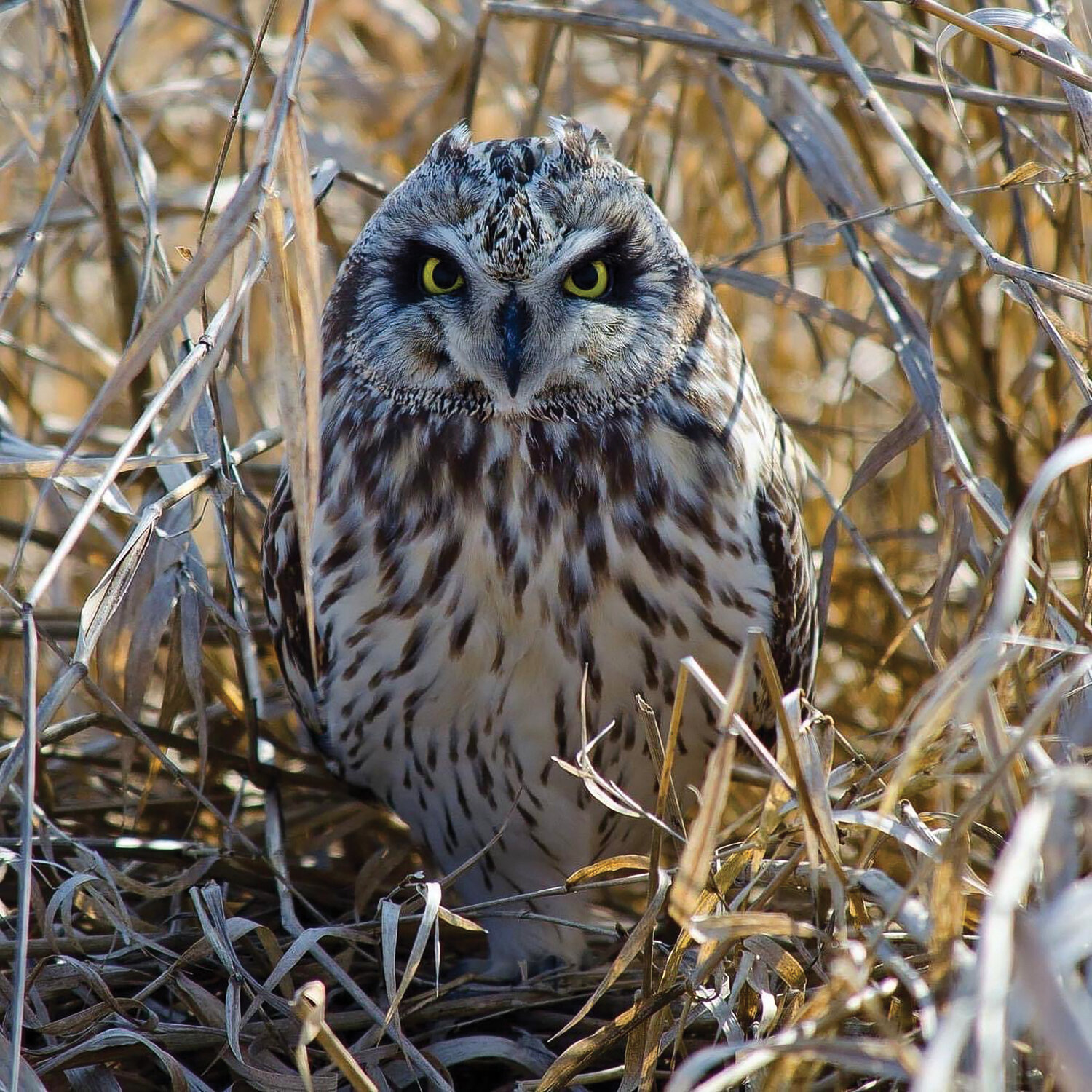 Wayne Lindberg of Battle Ground submitted this photo of a short-eared owl taking a gander around at the Ridgefield Wildlife Refuge recently. Do you have a photo you have taken that you would like considered for publication? Email your high-resolution jpg submission, along with your name, city of residence and where and when the photo was taken, to news@thereflector.com.