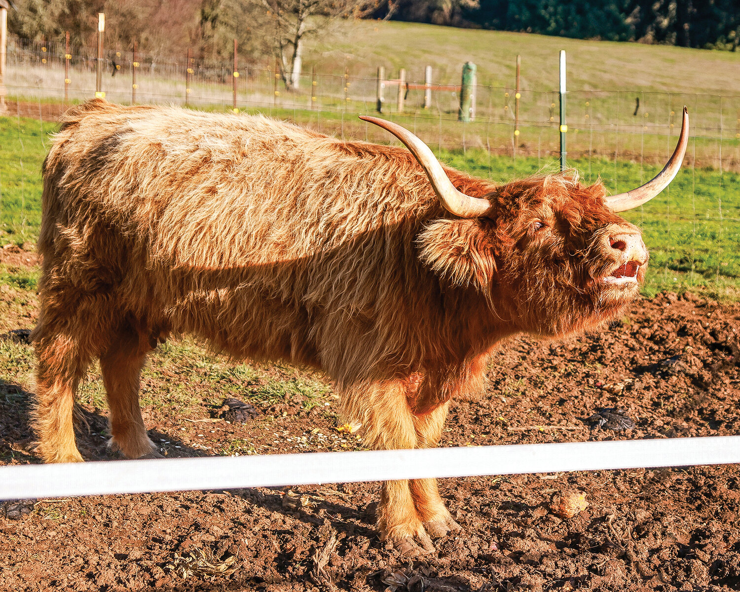 One of Mark Lopez’s Highland cows “moos” for more apples on Tuesday, Nov. 28 at Gather and Feast Farm in La Center.