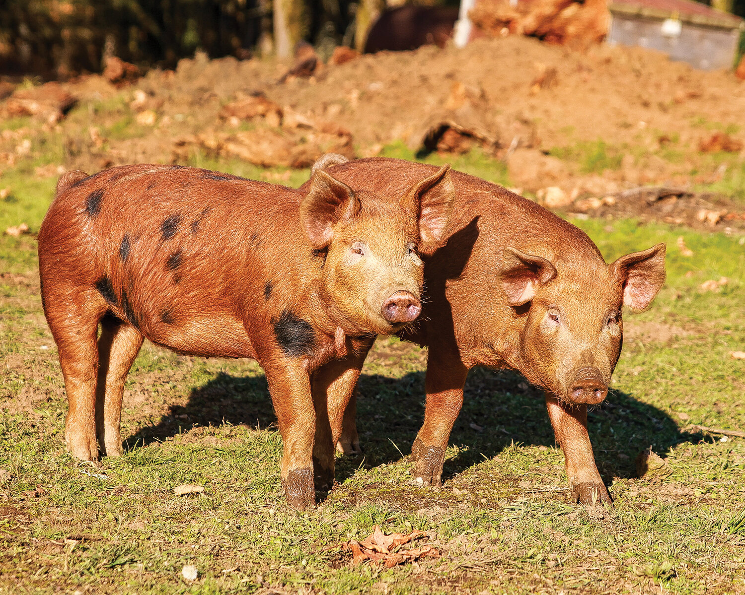 A couple of Mark Lopez’s Red Wattle pigs look curiously at the camera on Tuesday, Nov. 28 at Gather and Feast Farm in La Center.