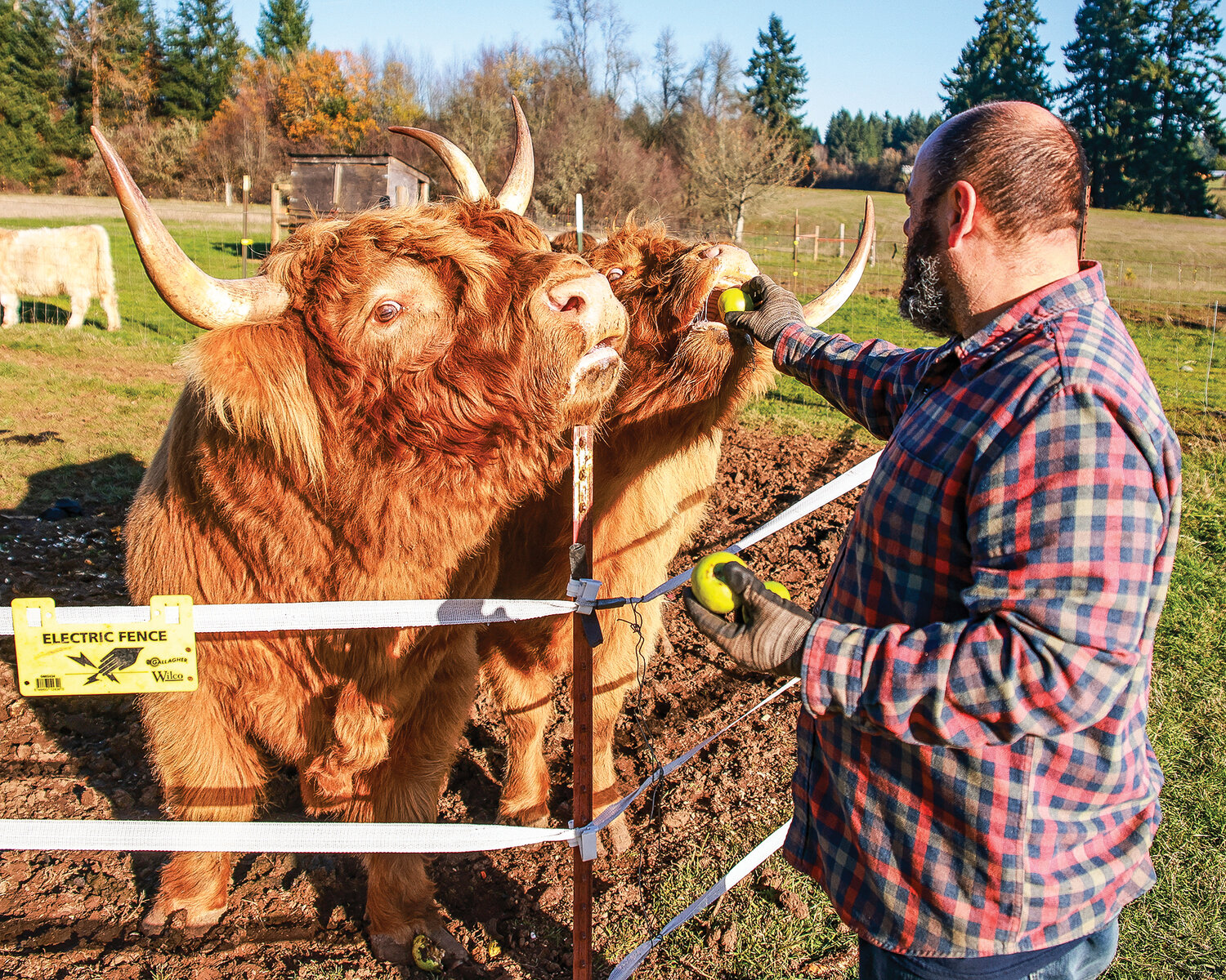 Mark Lopez, owner of Gather and Feast Farm in La Center, feeds one of his Highland cows on Tuesday, Nov. 28. The Highland cows are also known as a “coo” in the old Scottish language. 