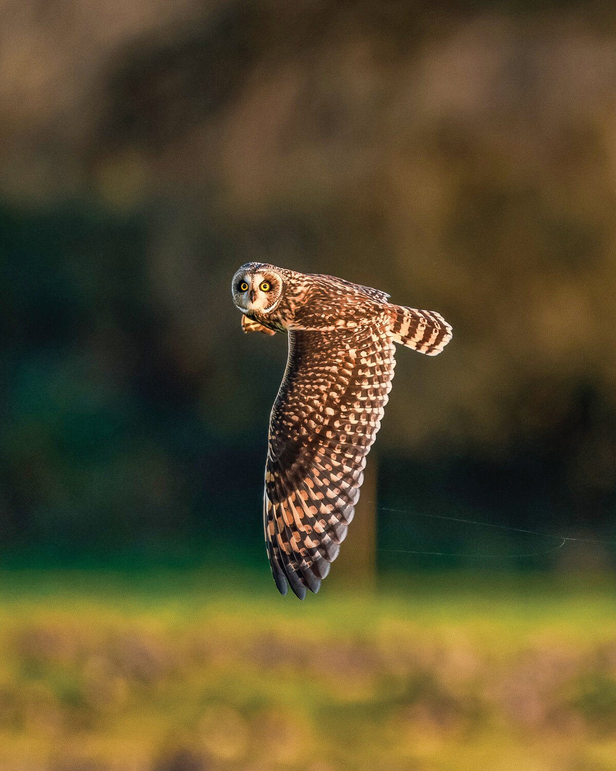 A short-eared owl flies in the Ridgefield National Wildlife Refuge’s River S Unit.