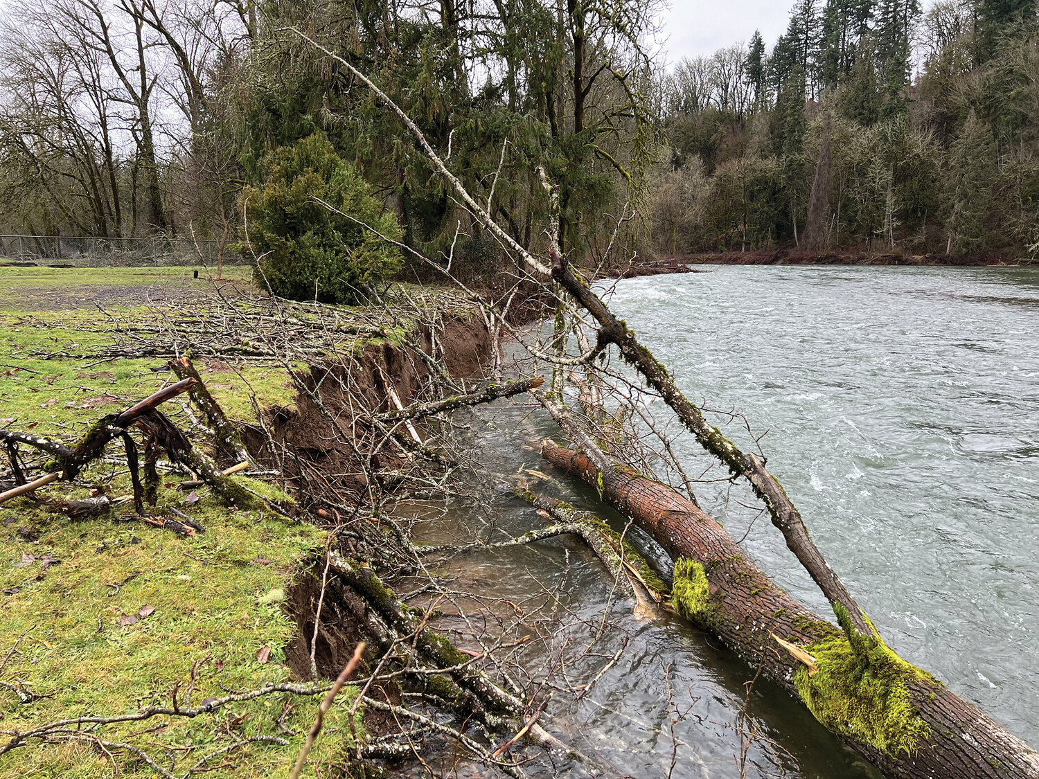 A fallen cottonwood tree and an eroding riverbank are seen along the East Fork Lewis River at Daybreak Regional Park, which has prompted sections of the park to close.