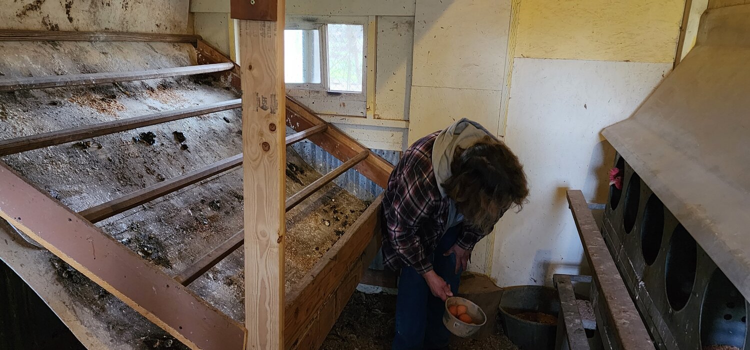 Brenda Calvert stoops beside the chicken roosts and “poop board” while checking the nesting boxes for eggs.