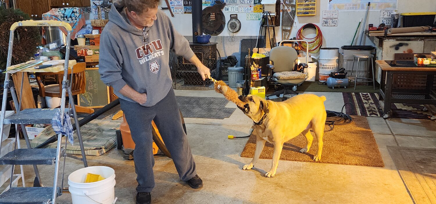 Gentle giant and livestock guardian Maybell the mastiff plays with Bob Calvert.