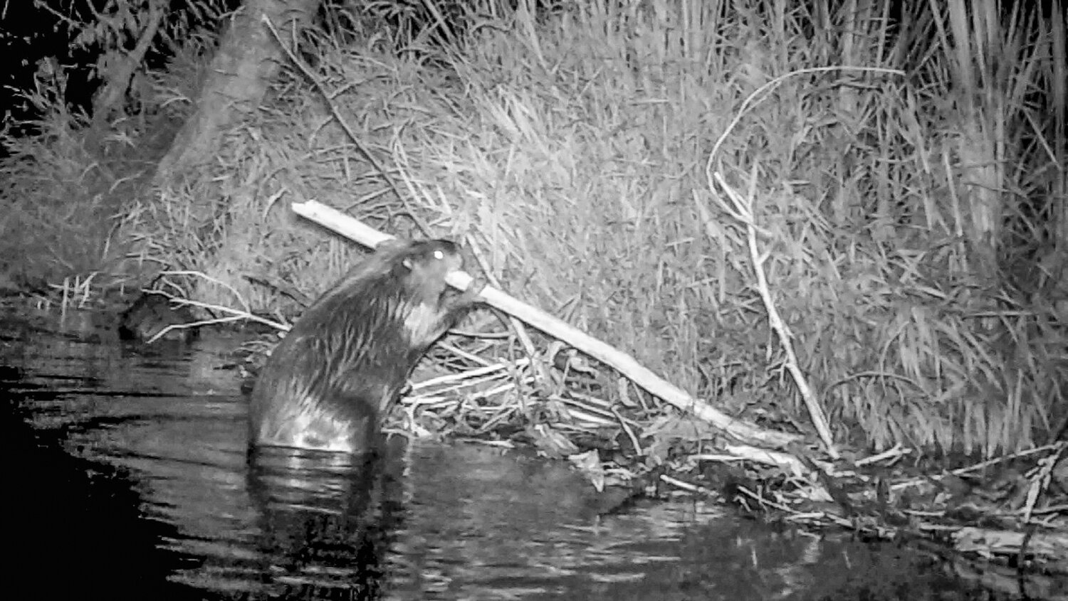 Beavers use deciduous trees as building materials and the tree’s leaves, inner bark and twigs as a source of food.